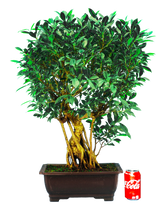 Ficus Retusa (Specimen) #114